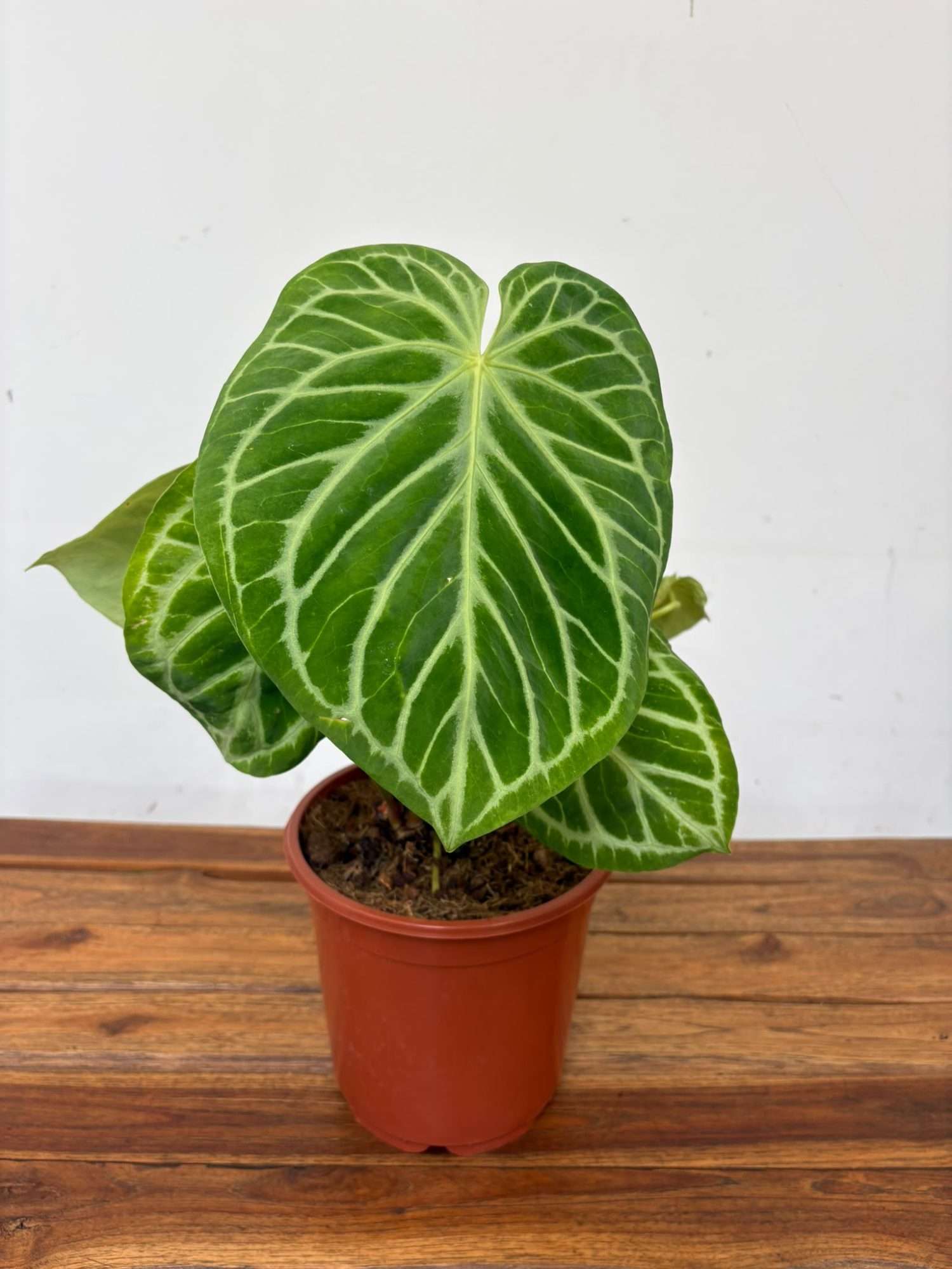 Anthurium 'Silver Blush' - V.21