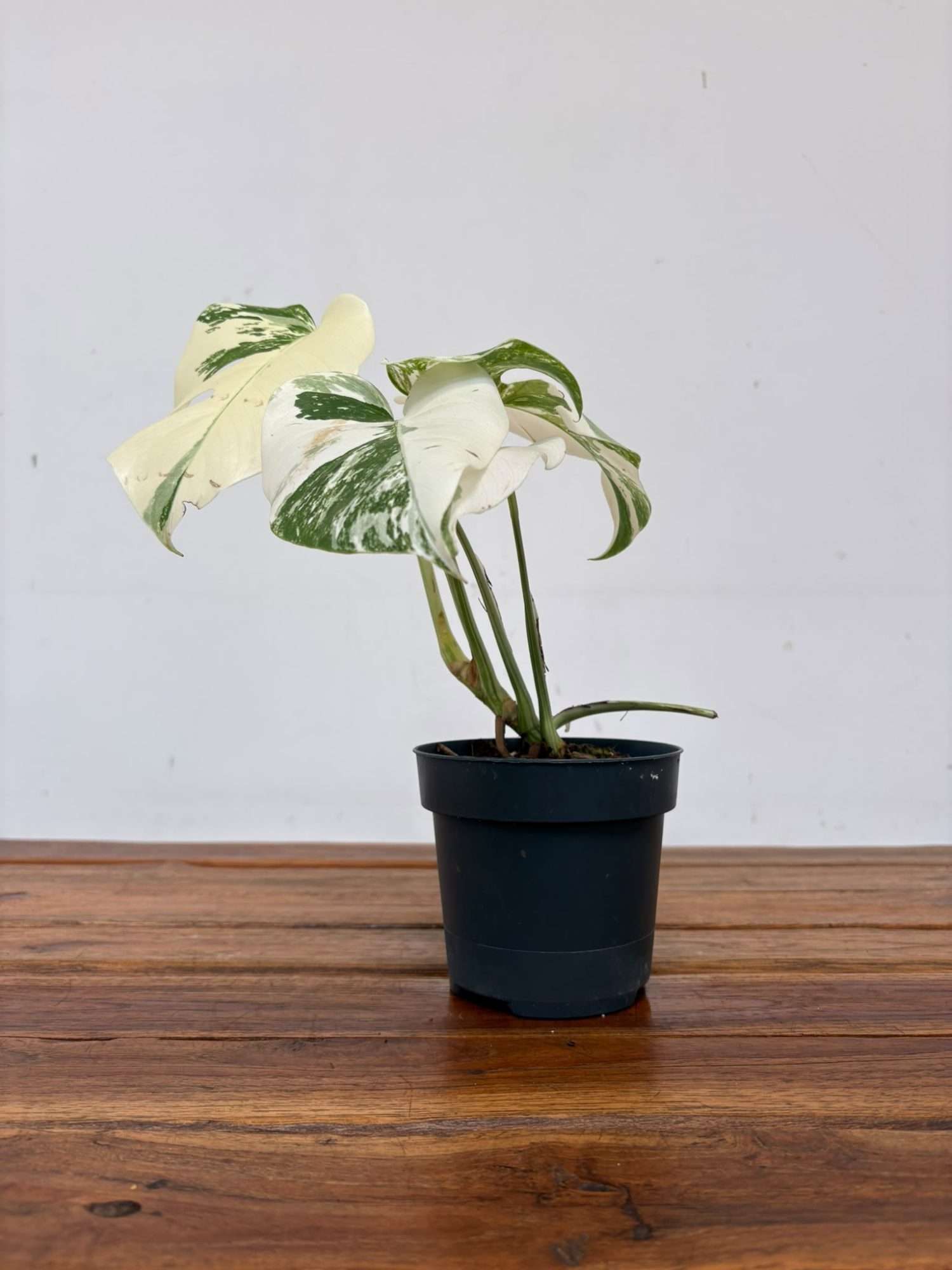 Monstera Variegata 'Snow White' - V.12 - Image 2