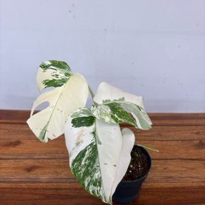 Monstera Variegata 'Snow White' - V.12