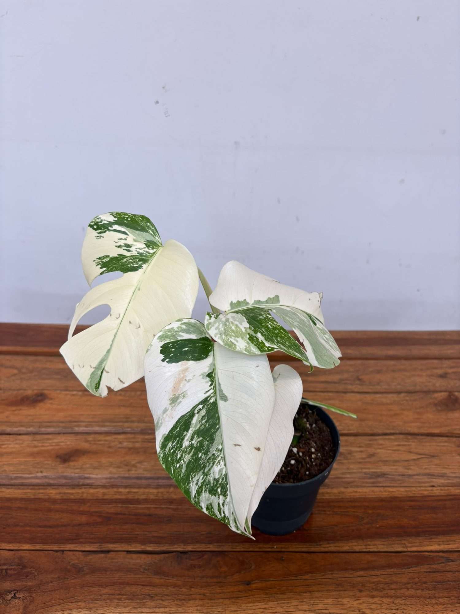 Monstera Variegata 'Snow White' - V.12