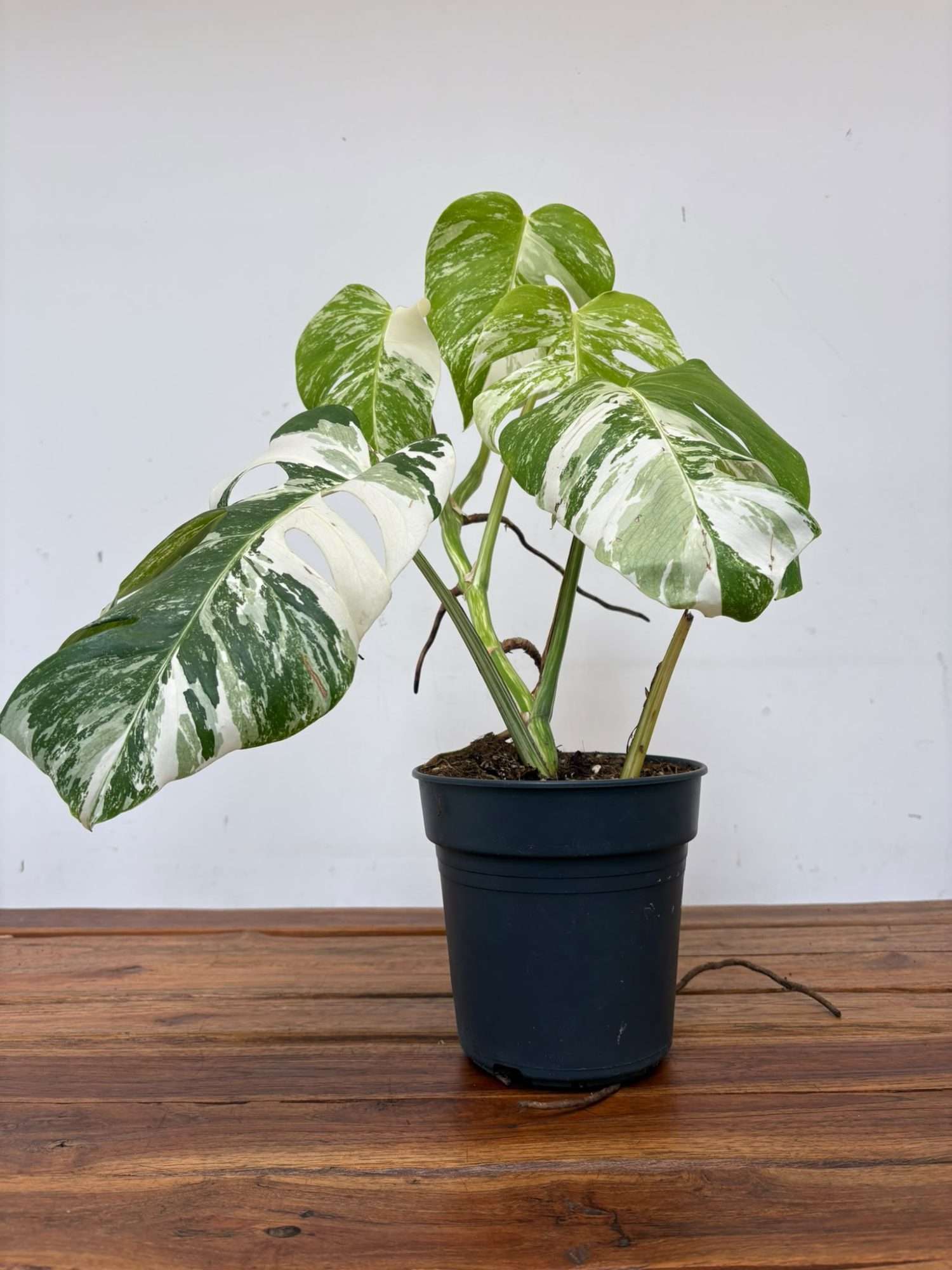 Monstera Deliciosa Variegata V.19 - Image 2