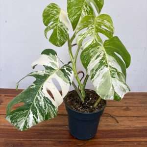 Monstera Deliciosa Variegata V.19