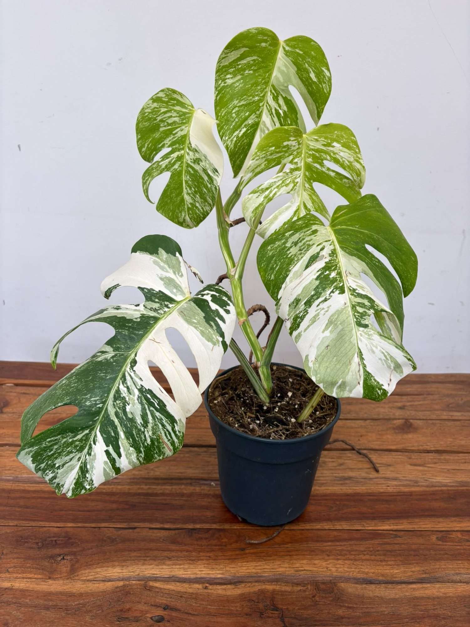 Monstera Deliciosa Variegata V.19