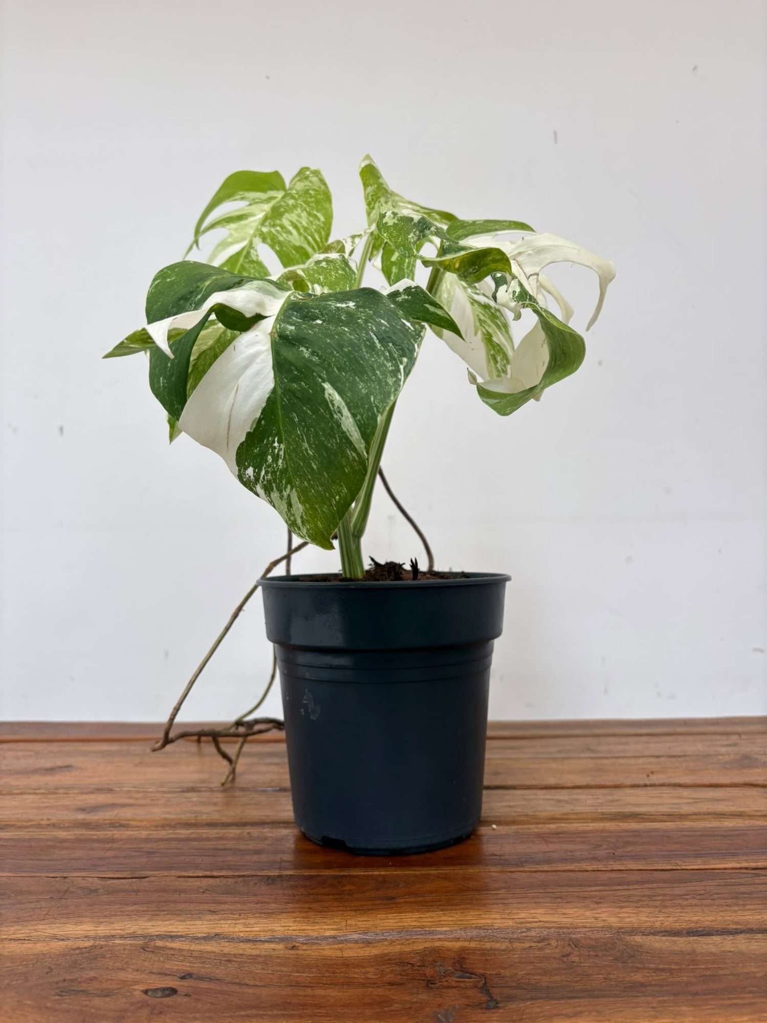 Monstera Deliciosa Variegata V.19 - Image 2