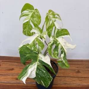 Monstera Deliciosa Variegata V.19