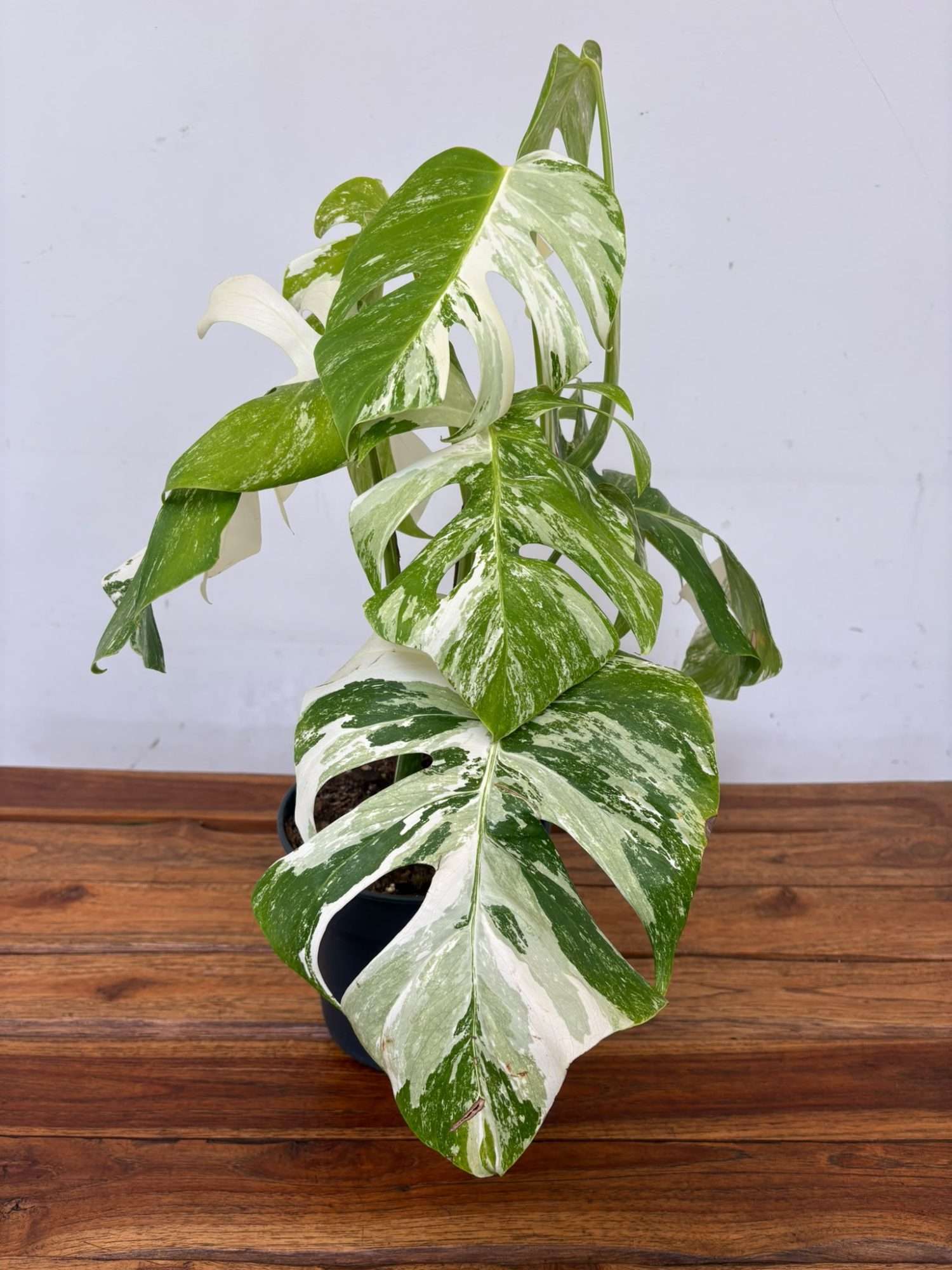 Monstera Deliciosa Variegata V.19