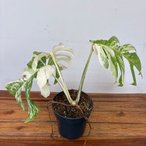 Monstera Deliciosa Variegata V.19