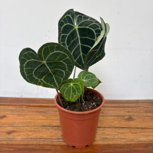 Anthurium Clarinervium - V.17