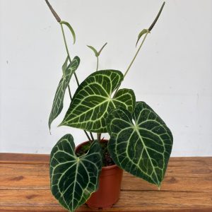 Anthurium Clarinervium - V.17