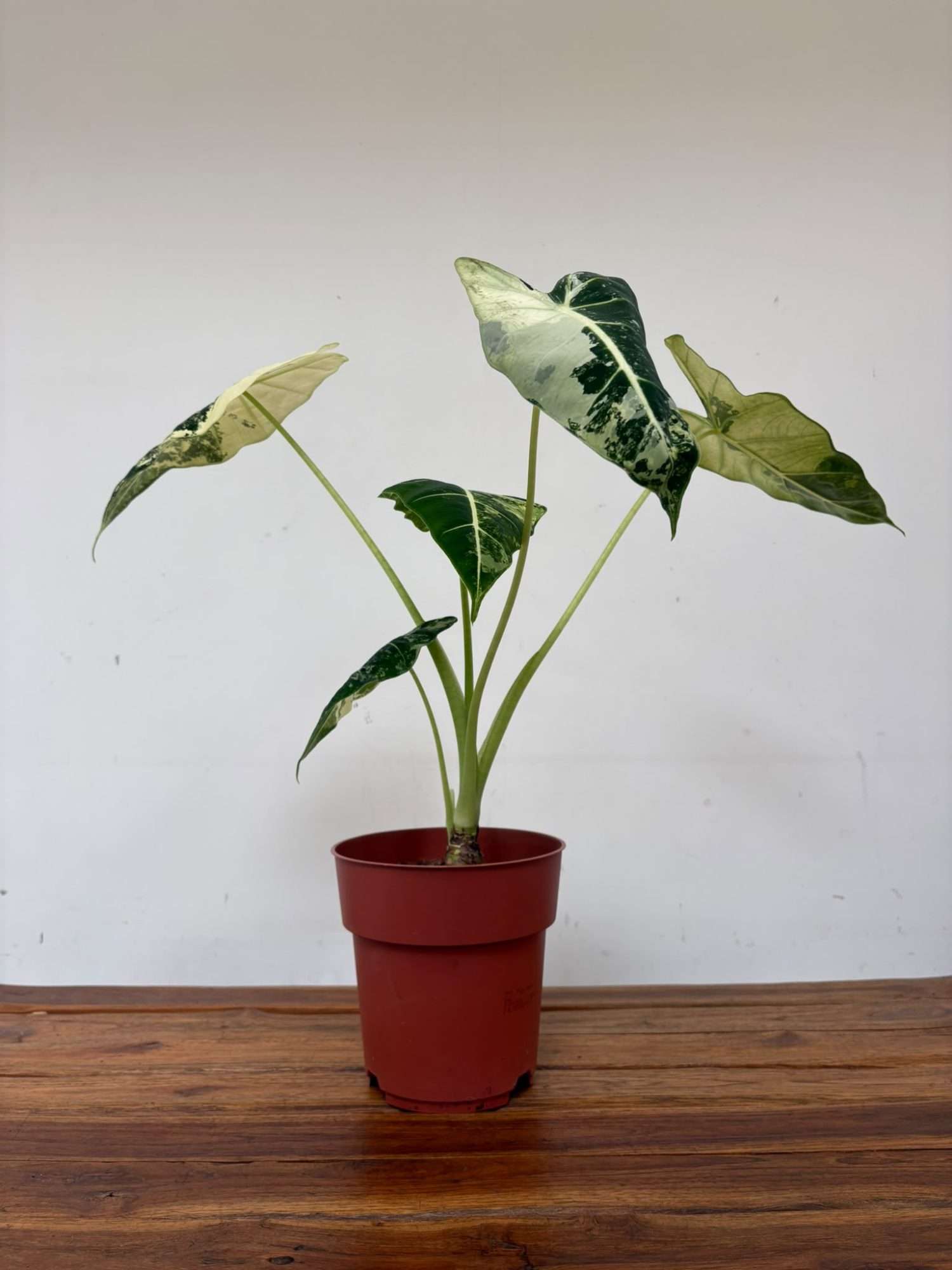 Alocasia Frydek Variegata XL - V.17 - Image 2