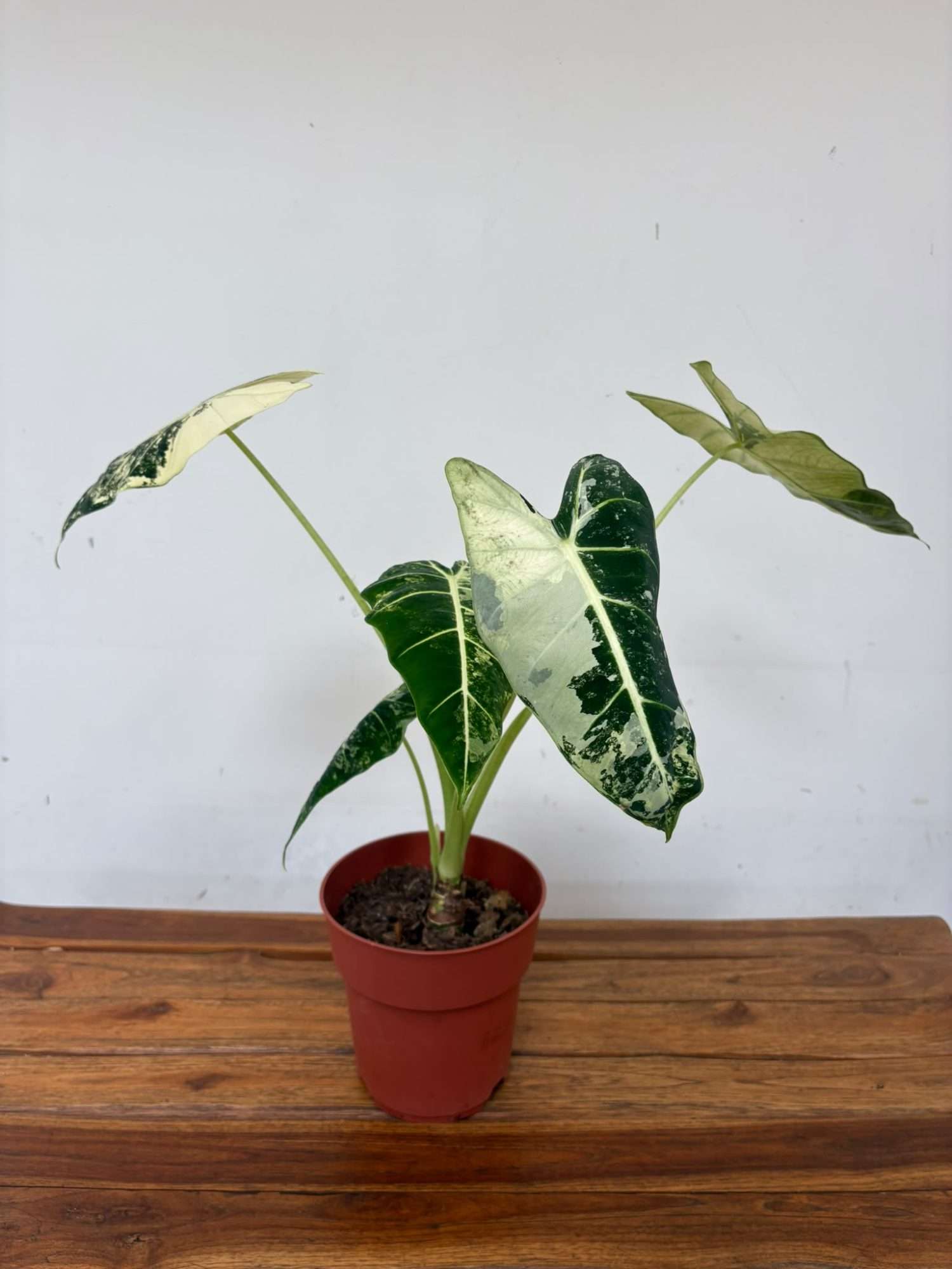 Alocasia Frydek Variegata XL - V.17