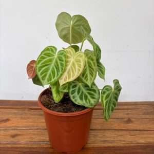 Anthurium 'Silver Blush' - V.21