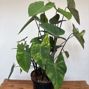 Colocasia
