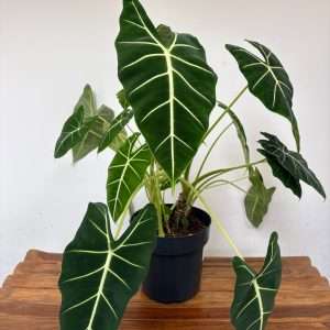 Alocasia Frydek - V.17
