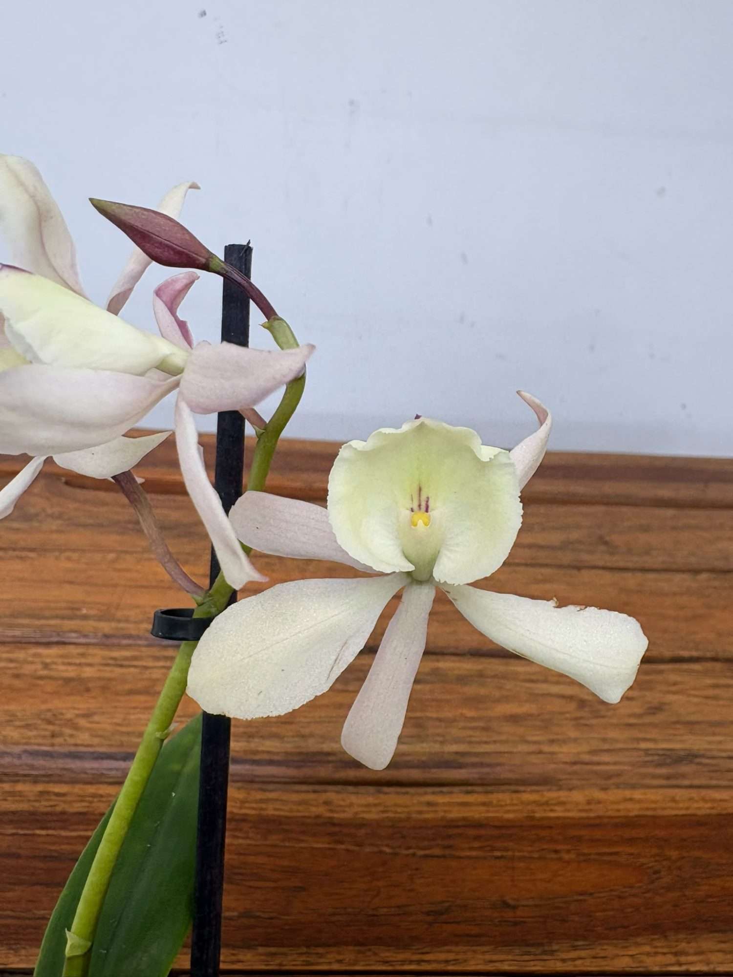 Encyclia 'Branca' - V.12 - Image 2