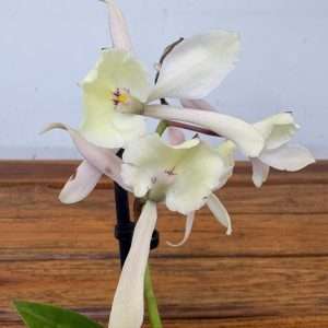 Encyclia 'Branca' - V.12