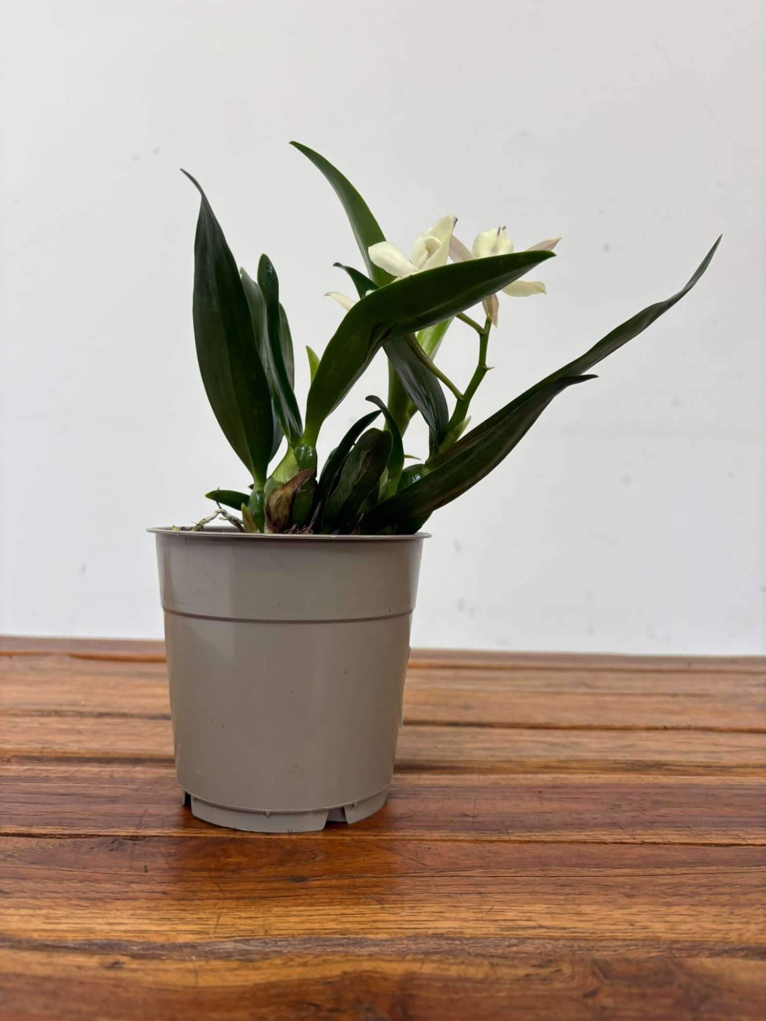 Encyclia 'Branca' - V.12 - Image 2