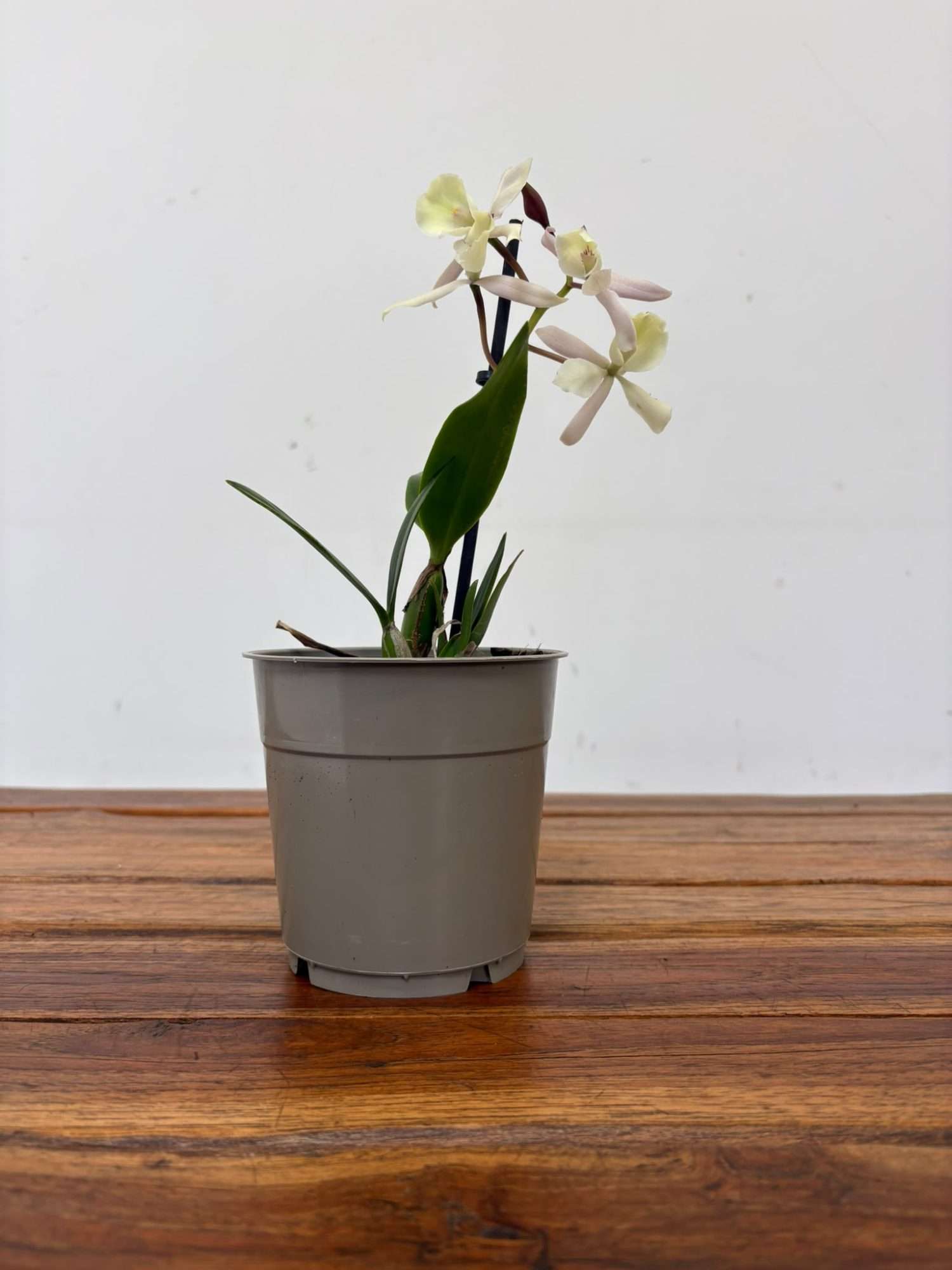 Encyclia 'Branca' - V.12 - Image 3