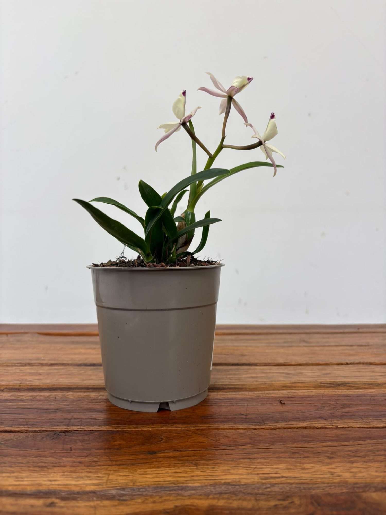 Encyclia 'Branca' - V.12 - Image 2