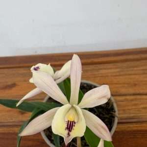 Encyclia 'Branca' - V.12