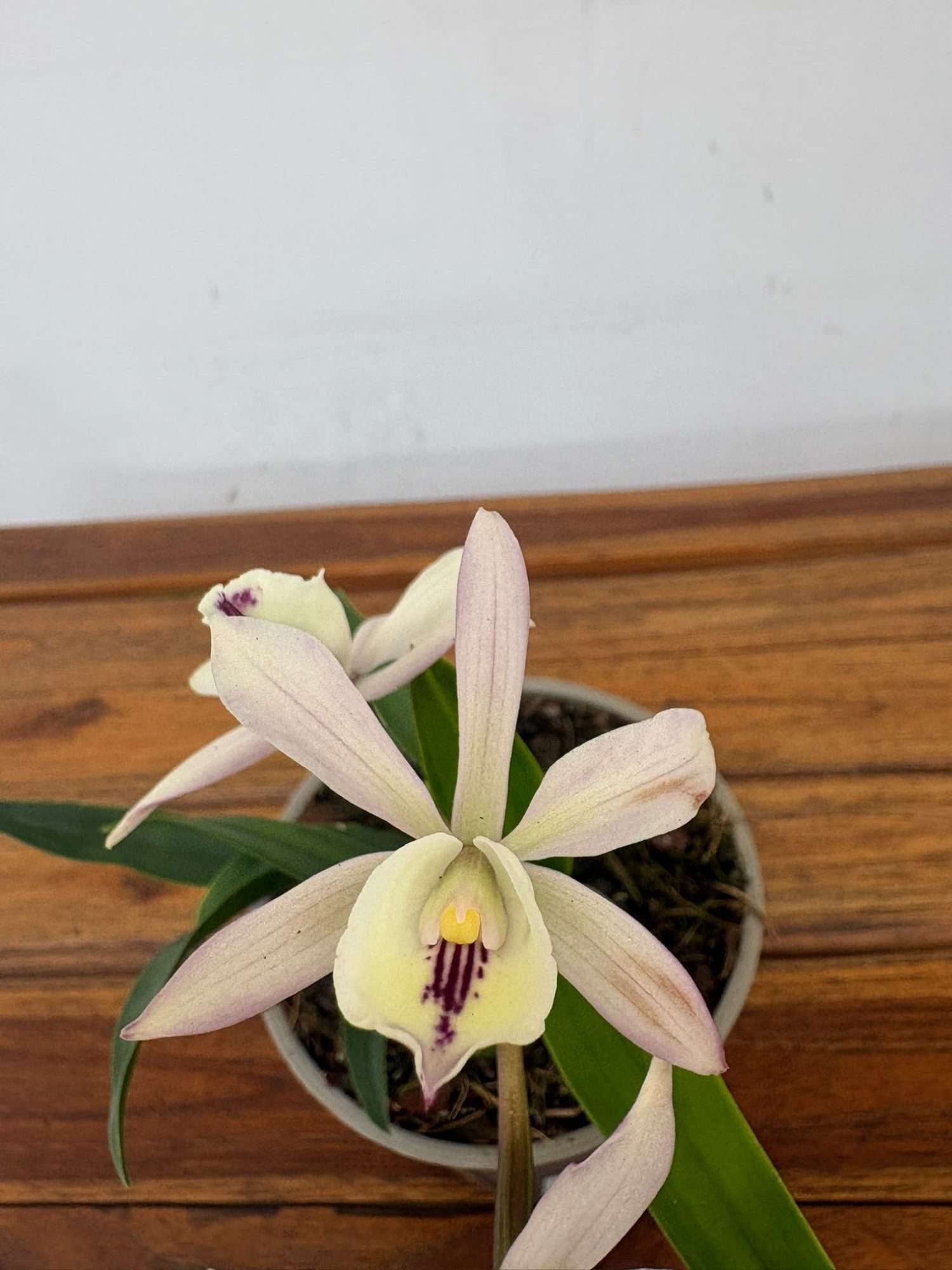 Encyclia 'Branca' - V.12