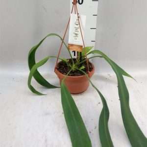 Anthurium Vitafolium Suspensão - V.10