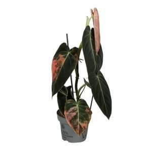 Philodendron Melanochrysum 'Pink Variegata' - V.12