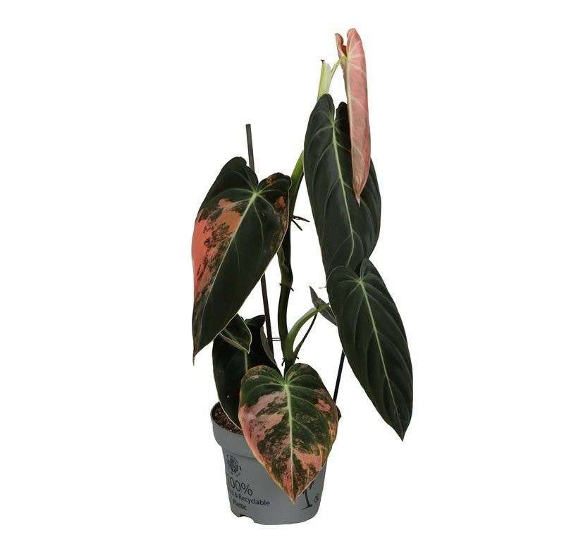 Philodendron Melanochrysum 'Pink Variegata' - V.12