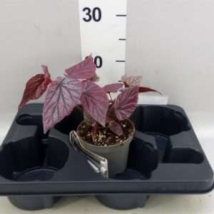 Begonia Rex 'Pink Pax' - V.12