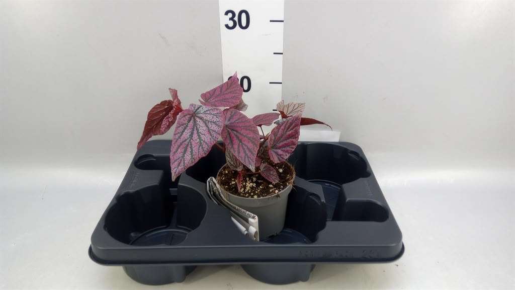 Begonia Rex 'Pink Pax' - V.12