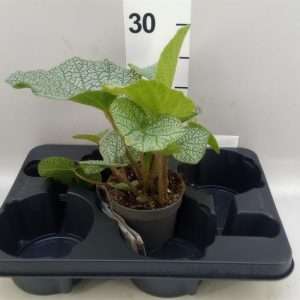 Begonia Miliformes 'White Green' - V.12