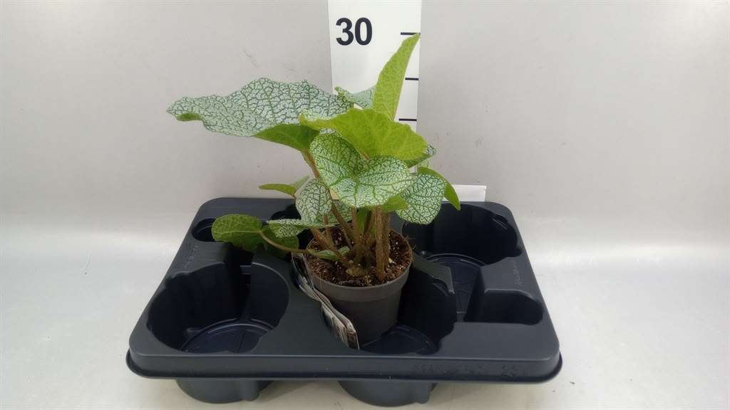 Begonia Miliformes 'White Green' - V.12