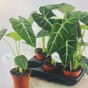 Alocasia Frydek - V.12