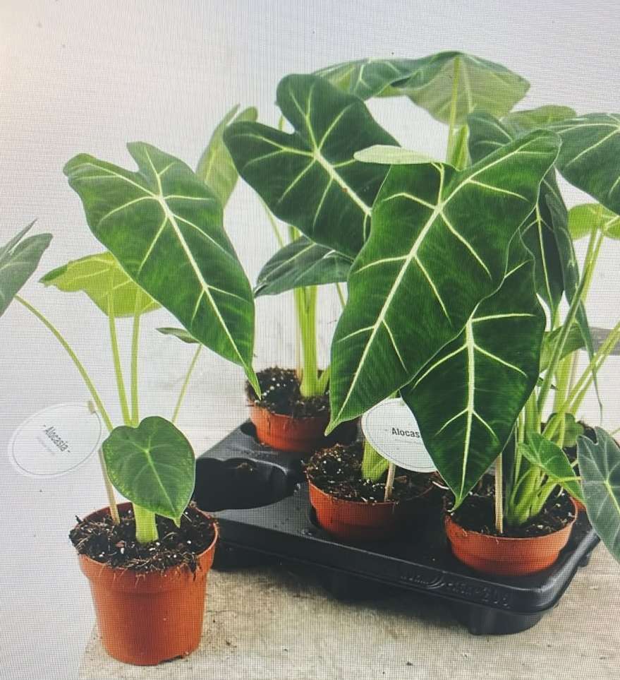Alocasia Frydek - V.12