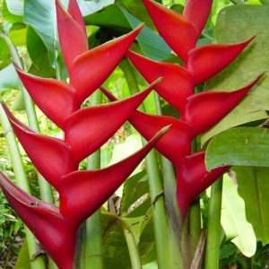 Helicônia Caribaea 'Purpurea' - V.18