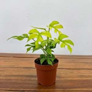 Rhaphidophora Tetrasperma 'Gold Rush' -V.12