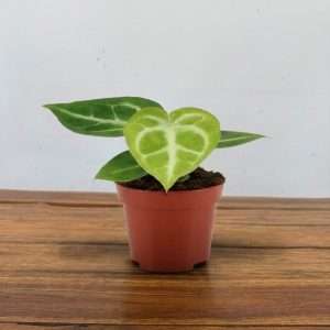 Anthurium 'Silver Blush' - V.6