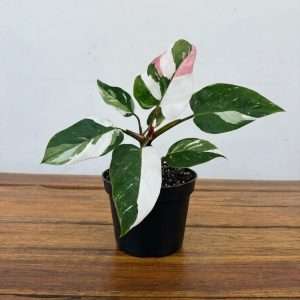 Philodendron White Princess - V.12