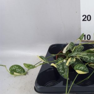 Scindapsus Mayari Variegata - V.12